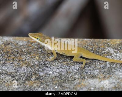 Anolis carolinensis, die grüne Anole, auch bekannt als Carolina-Anole, Carolina-grüne Anole, amerikanische Anole, amerikanische grüne Anole und rote-Rachen-Anole. Stockfoto