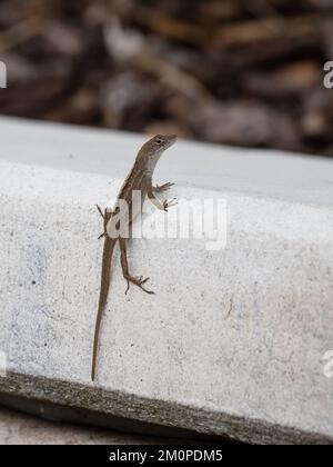 Eine braune Anolis sagrei, auch bekannt als kubanische braune Anole, oder De la Sagras Aole. Stockfoto