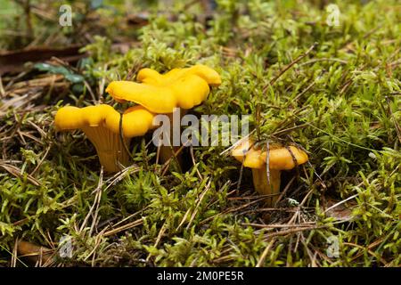 Nahaufnahme von drei gelben goldenen Pfifferlingen, die in der Mitte von Moos auf dem Waldboden in Estland, Nordeuropa wachsen Stockfoto