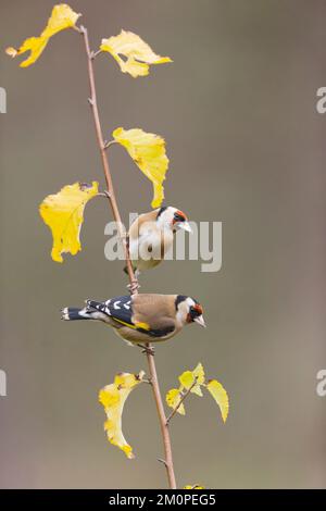 Europäischer Goldfink Carduelis carduelis, 2 Erwachsene hoch oben auf einem Zweig mit Herbstblättern, Suffolk, England, Dezember Stockfoto