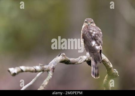 Eurasischer Sperber Accipiter nisus, Jungtier hoch oben auf dem Ast, Suffolk, England, November Stockfoto