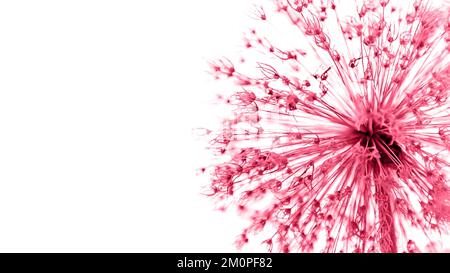 Magenta-Blume auf weißem Hintergrund, Allium, Makro. Natur- und Öko-Konzept. Speicherplatz kopieren. viva Magenta Stockfoto