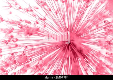 Magenta-Blume auf weißem Hintergrund, Allium, Makro. Natur- und Öko-Konzept. Speicherplatz kopieren. viva Magenta Stockfoto