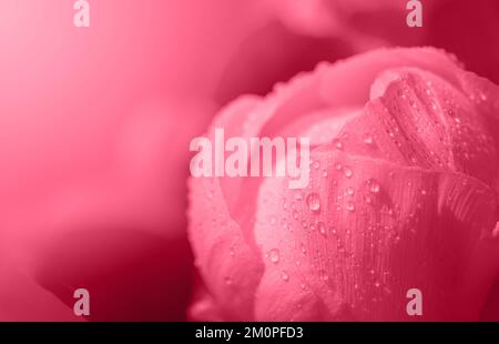Blühende rote Blume mit Wassertropfen. Blumenhintergrund Stockfoto