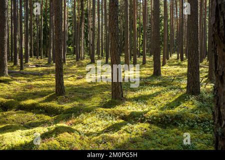 Ein sonniger Tag in einem Pinienwald im Norden Lettlands, Europa Stockfoto