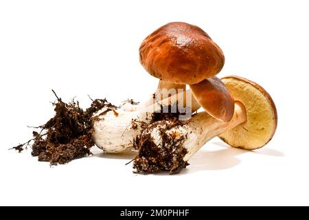 Boletus-edulis-Pilze auf weiß isoliert Stockfoto