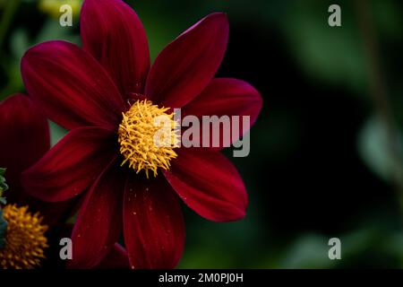 Eine wunderschöne rote Dahlie mit einer gelben Mitte im Garten Stockfoto