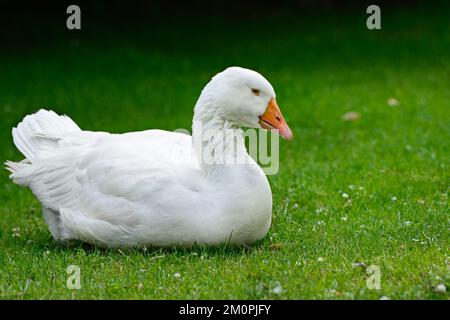 Gans, die auf grünem Gras ruht. Stockfoto