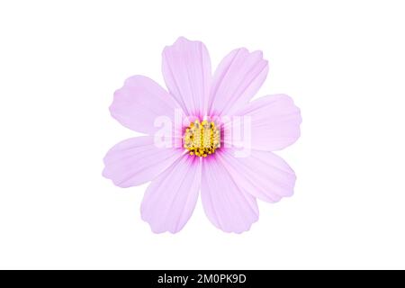 Rosa Cosmos bipinnatus-Blume isoliert auf weißem Hintergrund. Ziergartenpflanze Cosmos bipinnatus NahMakro. Stockfoto