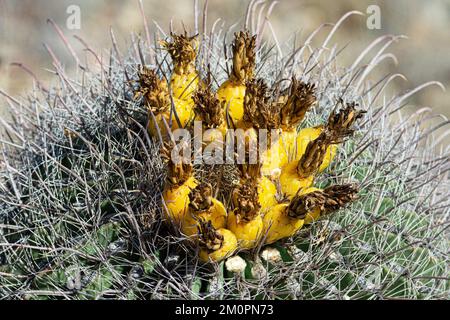 Kakteen im Arizona-Sonora Desert Museum in Tucson Stockfoto