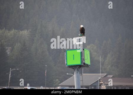 Weißkopfseeadler hoch oben auf der Einlassmarkierung in rauchiger Luft Stockfoto