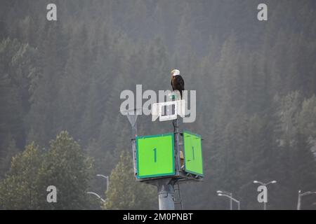 Weißkopfseeadler hoch oben auf der Einlassmarkierung in rauchiger Luft Stockfoto