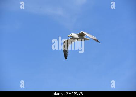 Möwe fliegt in einem klaren blauen Himmel Stockfoto