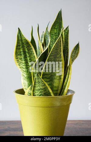 Dracaena trifasciata, Schlangenpflanze, Hauspflanze, Topfpflanze, Inneneinrichtung Stockfoto