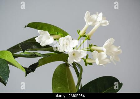 Stephanotis floribunda Hauspflanze, Topfpflanze, Inneneinrichtung Stockfoto