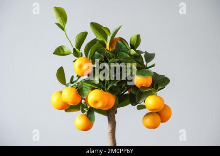 Calamondin Orangenbaum, Hauspflanze, Topfpflanze, Inneneinrichtung Stockfoto