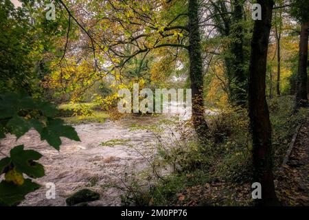 Spaziergang am Fluss Derwent im Herbst, Derbyshire, England Stockfoto