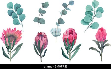 Vector Aquarell Magenta Protea und Eukalyptus Hochzeitsabbildung Clipart. Stock Vektor