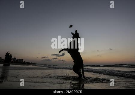 Gaza, Palästina. 07.. Dezember 2022. Ein Palästinenser trainiert seinen Hund bei Sonnenuntergang entlang der Küste westlich von Gaza City. (Foto: Mahmoud Issa/SOPA Images/Sipa USA) Guthaben: SIPA USA/Alamy Live News Stockfoto