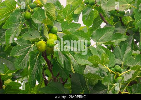 Feigenbaum (Ficus carina) – grüne Feigen, die an den Ästen reifen. Stockfoto