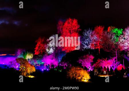 Beleuchtete Bäume bei der alljährlichen Weihnachtsglanzveranstaltung 2022 im RHS Garden Wisley in der Oakwood Area, Surrey, mit bunten Lichtern bei Nacht Stockfoto