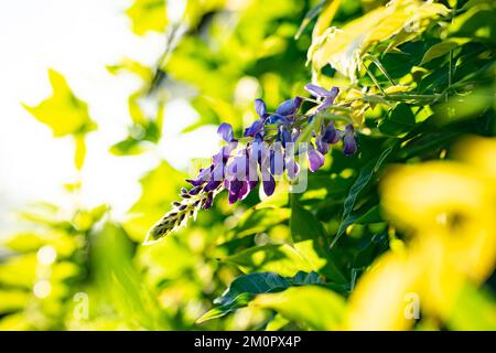 Wisteria, ein lausiger Kletterstrauch, der im Mai oder Juni Duftblütenanhänger trug. Stockfoto