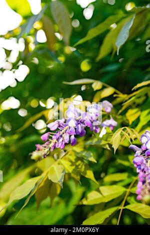 Wisteria, ein lausiger Kletterstrauch, der im Mai oder Juni Duftblütenanhänger trug. Stockfoto