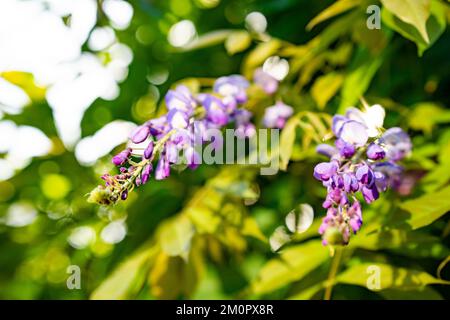 Wisteria, ein lausiger Kletterstrauch, der im Mai oder Juni Duftblütenanhänger trug. Stockfoto