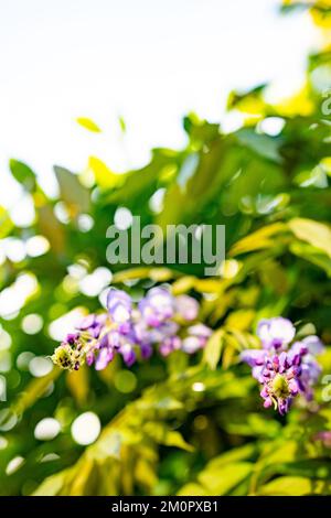 Wisteria, ein lausiger Kletterstrauch, der im Mai oder Juni Duftblütenanhänger trug. Stockfoto