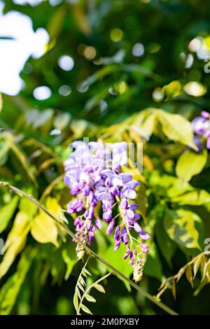 Wisteria, ein lausiger Kletterstrauch, der im Mai oder Juni Duftblütenanhänger trug. Stockfoto