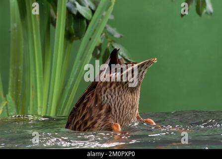 Mallard Duck - weibliches Dufting Stockfoto
