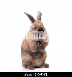 Kaninchen - auf Hinterbeinen sitzen Stockfoto