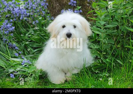 Hund - Coton de Tulear - im Garten sitzend Stockfoto