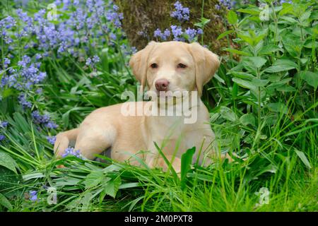 Hund - Fox Red Labrador - Hündchen, das im Garten sitzt Stockfoto