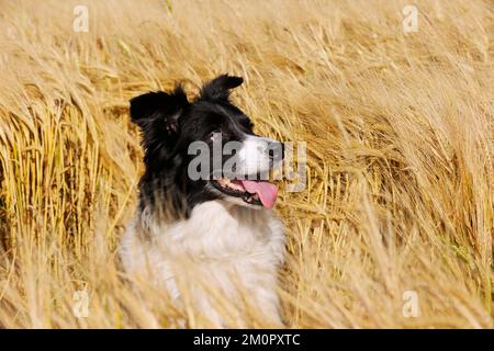 Hund. Border Collie im Feld Stockfoto