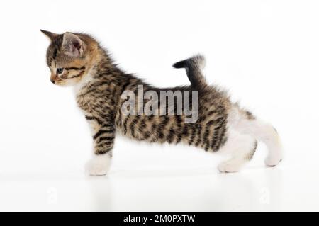 KAT. Kätzchen strecken Stockfoto