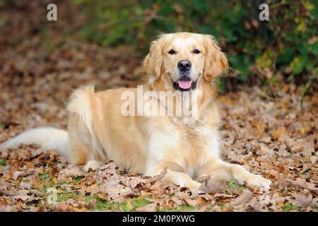 HUND. Golden Retriever in Blättern Stockfoto