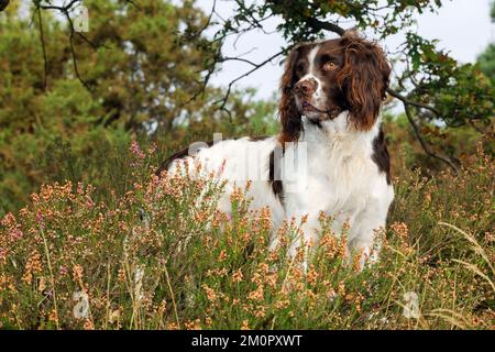 HUND. Englischer springer-Spaniel in Heidekraut Stockfoto