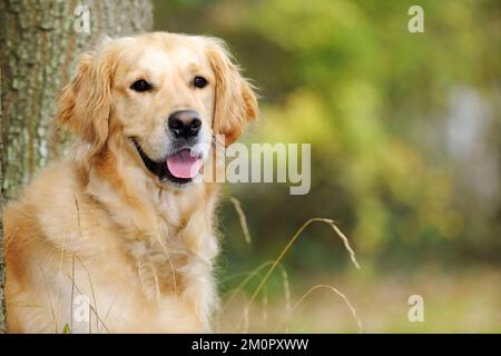 HUND. Golden Retriever vor dem Baum Stockfoto