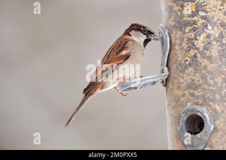 VOGEL. Sparrow auf der Speisekarte im Schnee Stockfoto