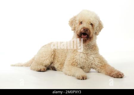 HUND. Lagotto romagnolo Stockfoto