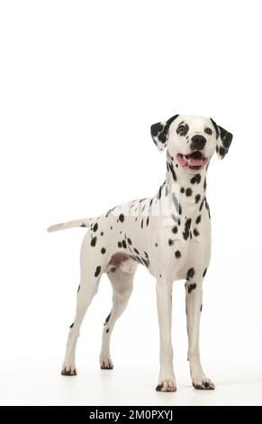 HUND - Dalmatiner Stand Stockfoto