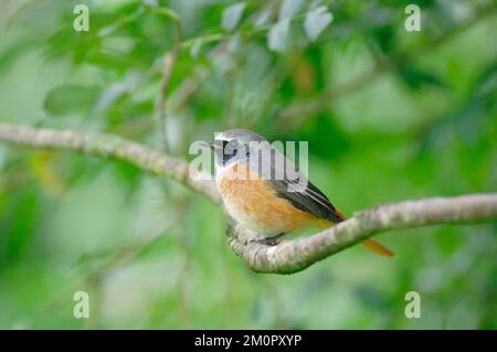 Redstart - hoch oben auf dem Ast Stockfoto