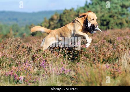 HUND. Gelber labrador, der die Moorhühner in den Mund springt Stockfoto