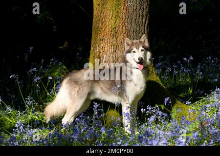 HUND - Sibirischer Husky, der in Blauglocken steht Stockfoto