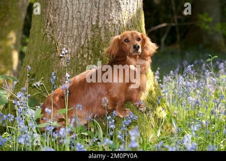 DOG - Miniatur-Dackel mit langen Haaren, der in Bluebells sitzt Stockfoto