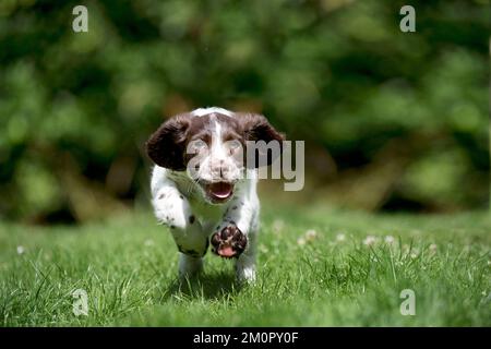 HUND - Englischer springer-Spaniel-Welpe, der reinläuft Stockfoto