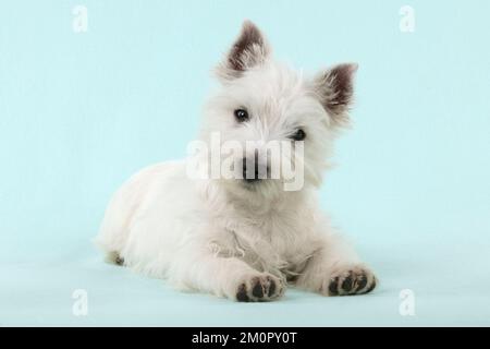 HUND - Weißer Terrier im West Highland Stockfoto