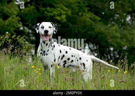 HUND - Dalmatiner in langem Gras Stockfoto