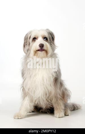 HUND - Bärtiger Collie X sitzt Stockfoto